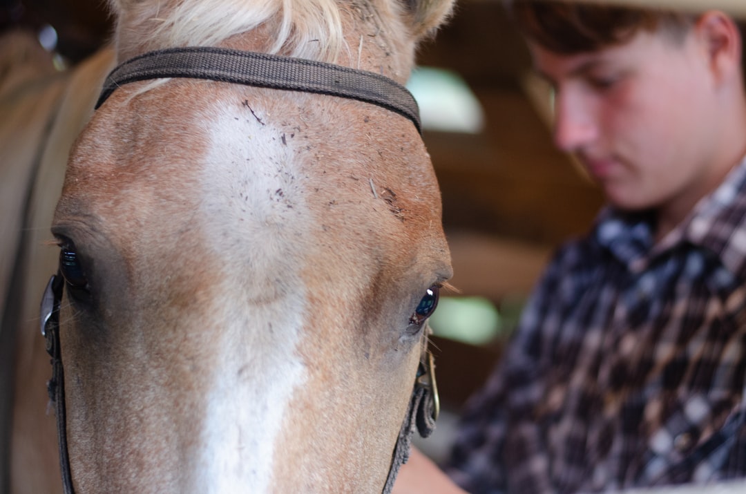 Equine Pain Management
